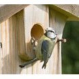 Free Bird Food 500g Pack