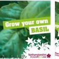 Free Basil Seeds Pack Free Basil Seeds Pack