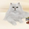 Free Gourmet Gift