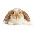 Free Burgess Excel Adult Rabbit, Guinea Pig or Chinchilla Food