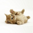 Free James Wellbeloved Kitten Food Sample