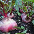 Free Beetroot Seeds