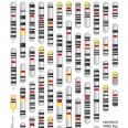 Free Genome Fridge Magnets