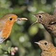 Free Mealworms Bird Food For Wild Birds